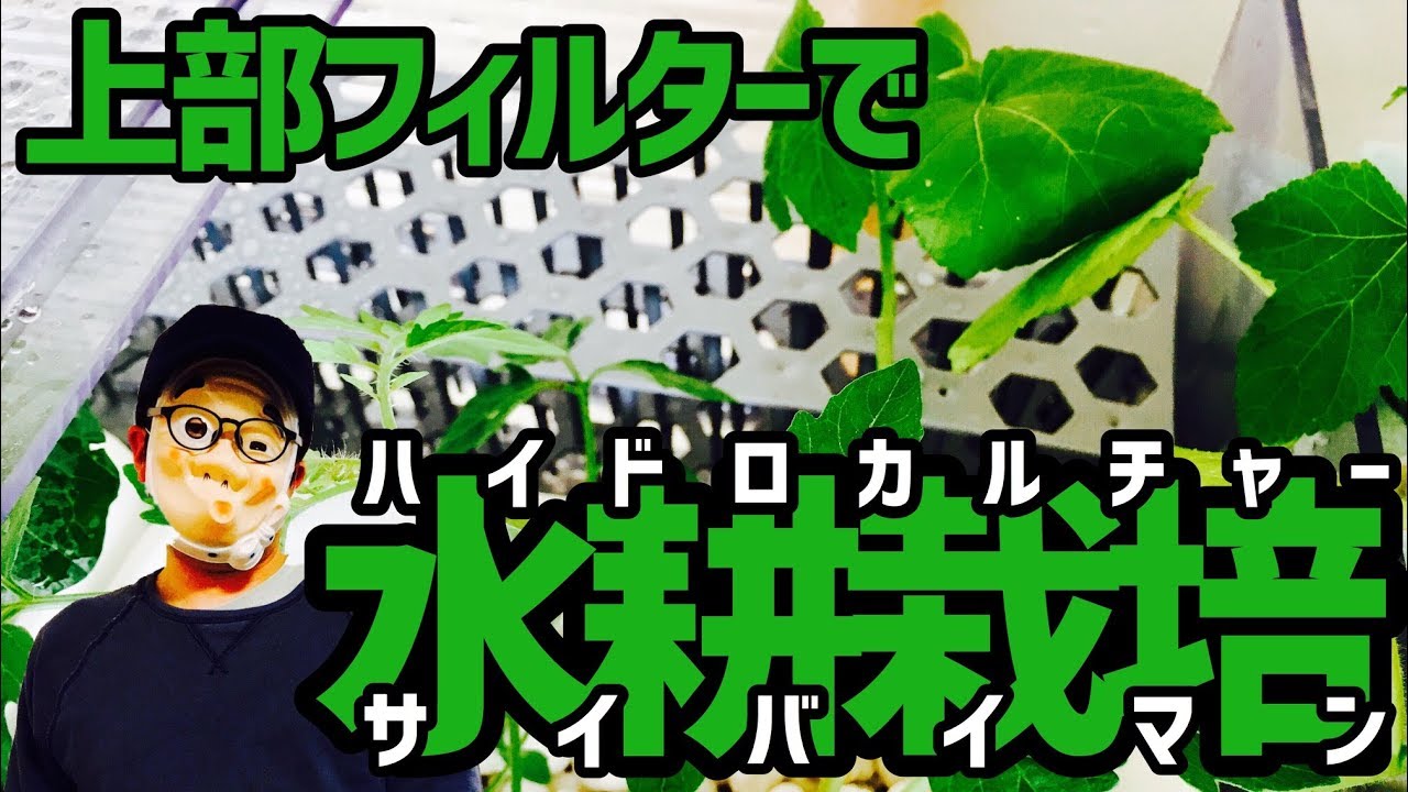Hydroponic cultivation with top filter Hydroculture Cybaiman - YouTube