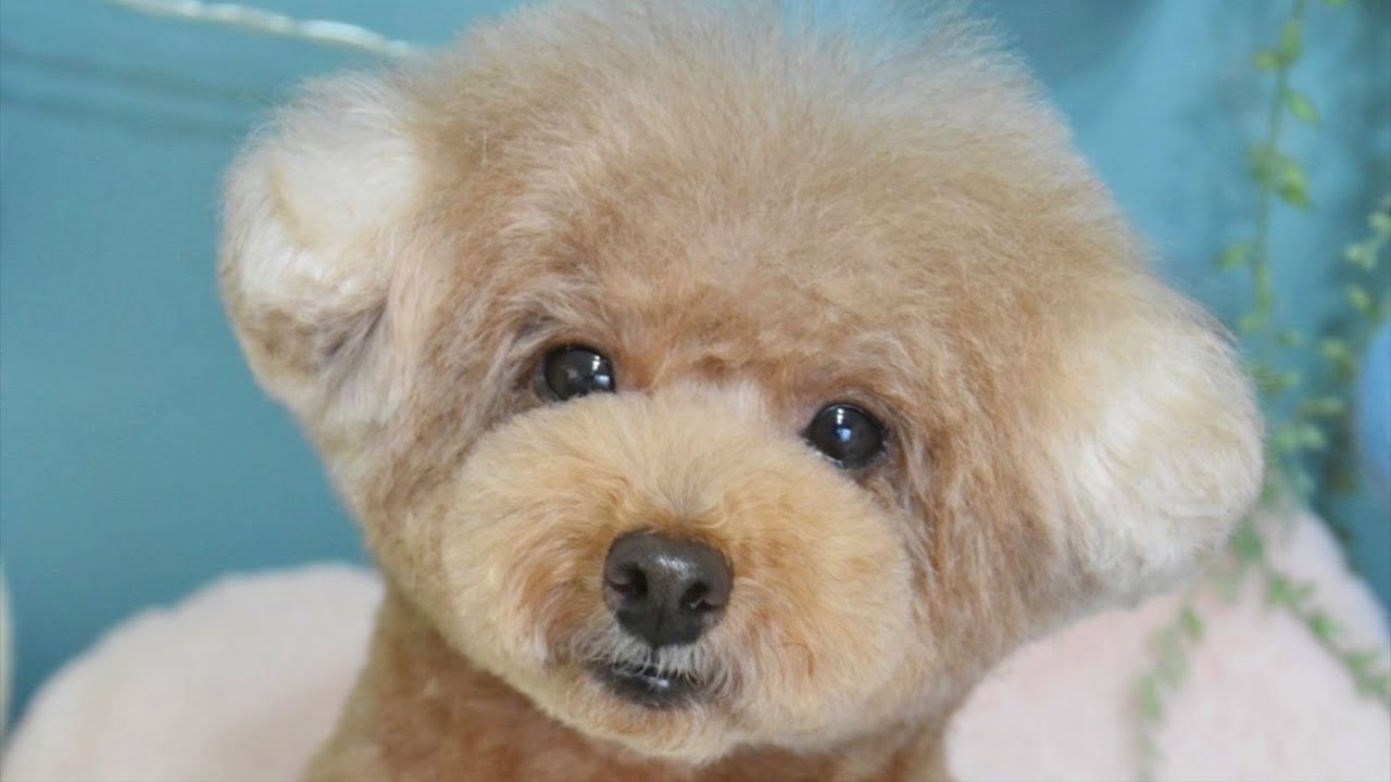 テディベアカットでクマ感増しましになったトイプードルがこちら - YouTube