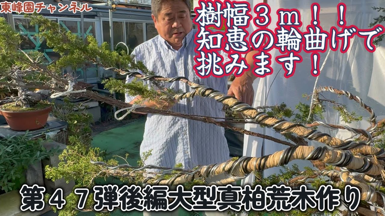 盆栽】第47弾後編 大型真柏荒木作り【樹幅3m！知恵の輪曲げで挑み