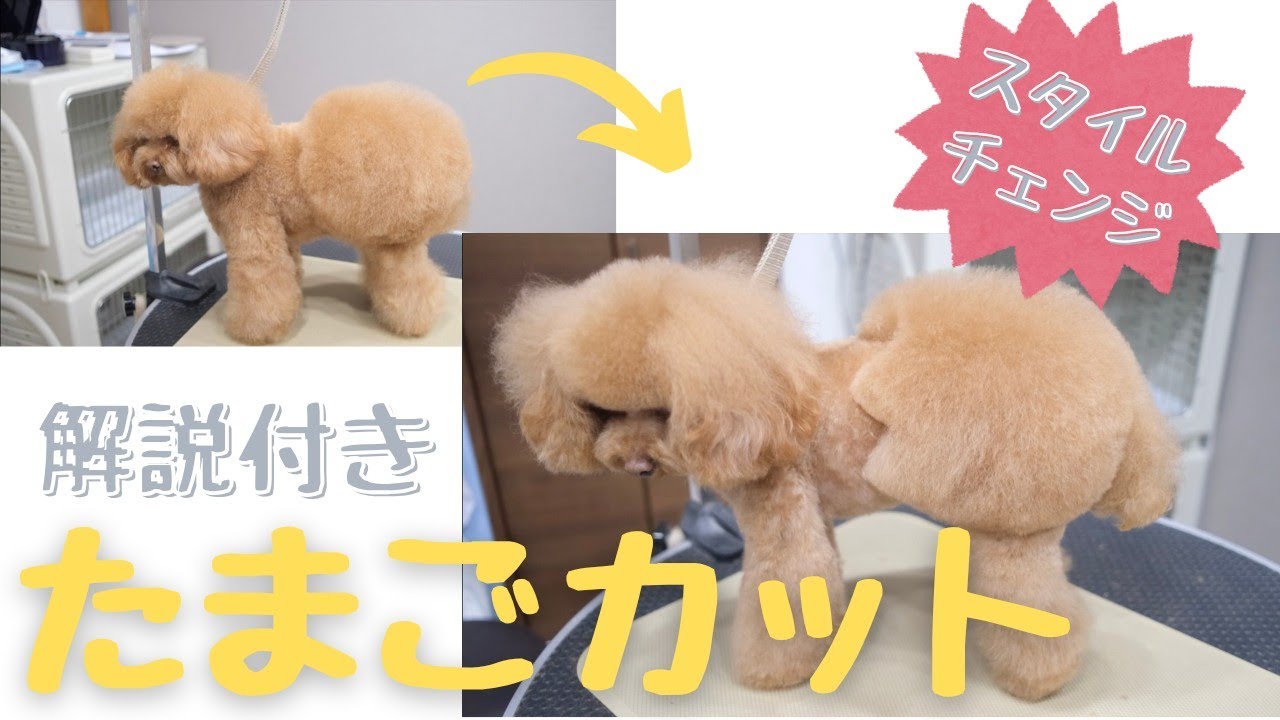 Recommended scissors] Perfect face cut with these 4 scissors