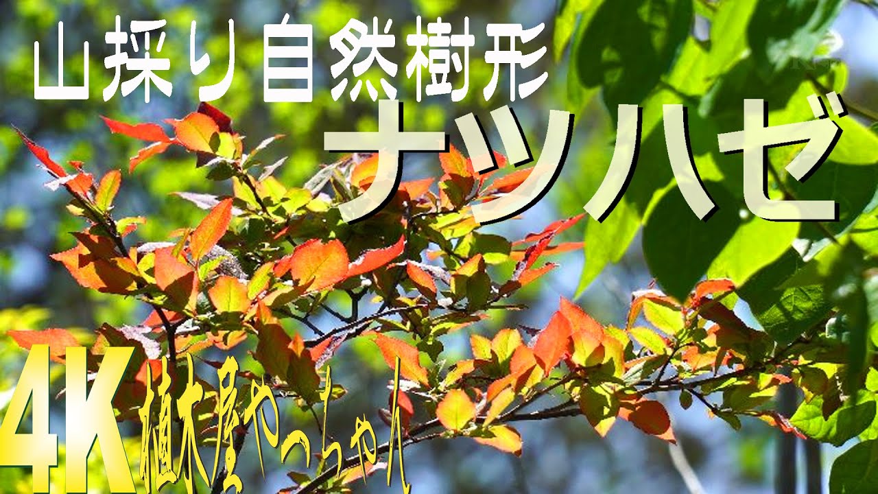 山採り自然樹形ナツハゼ 若葉 2023 - YouTube