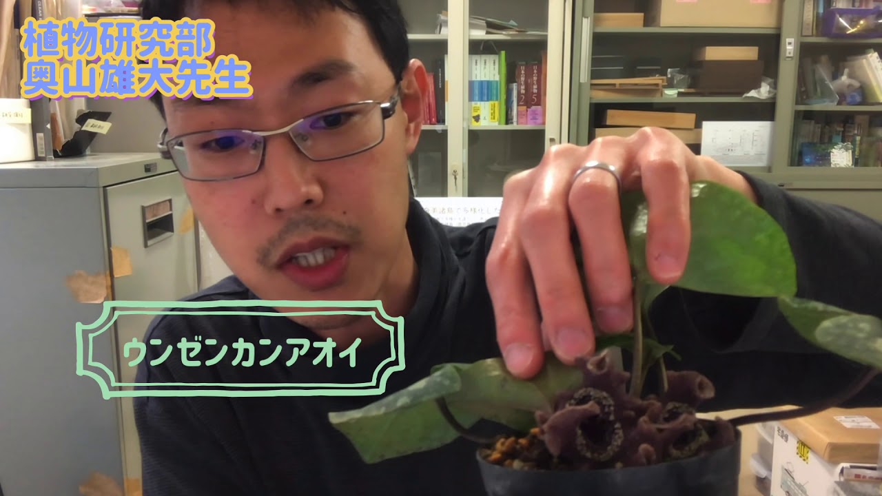 日本の植物多様性を代表するカンアオイ類ほぼ全種の進化の道筋を解明