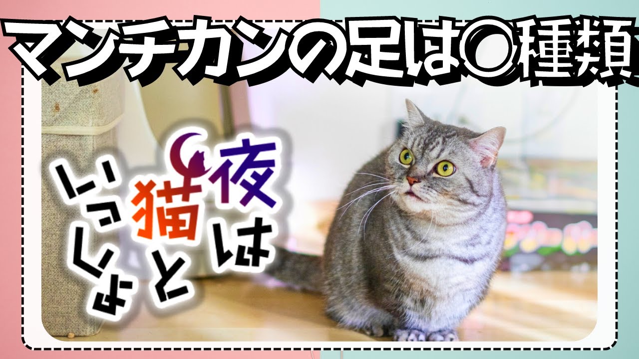 マンチカンの足の長さや種類について〖夜は猫といっしょ：キュルガ