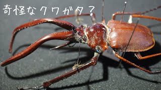 ゆるゆる昆虫標本紹介】顎と目が4つある海外の奇怪なクワガタがカッコ