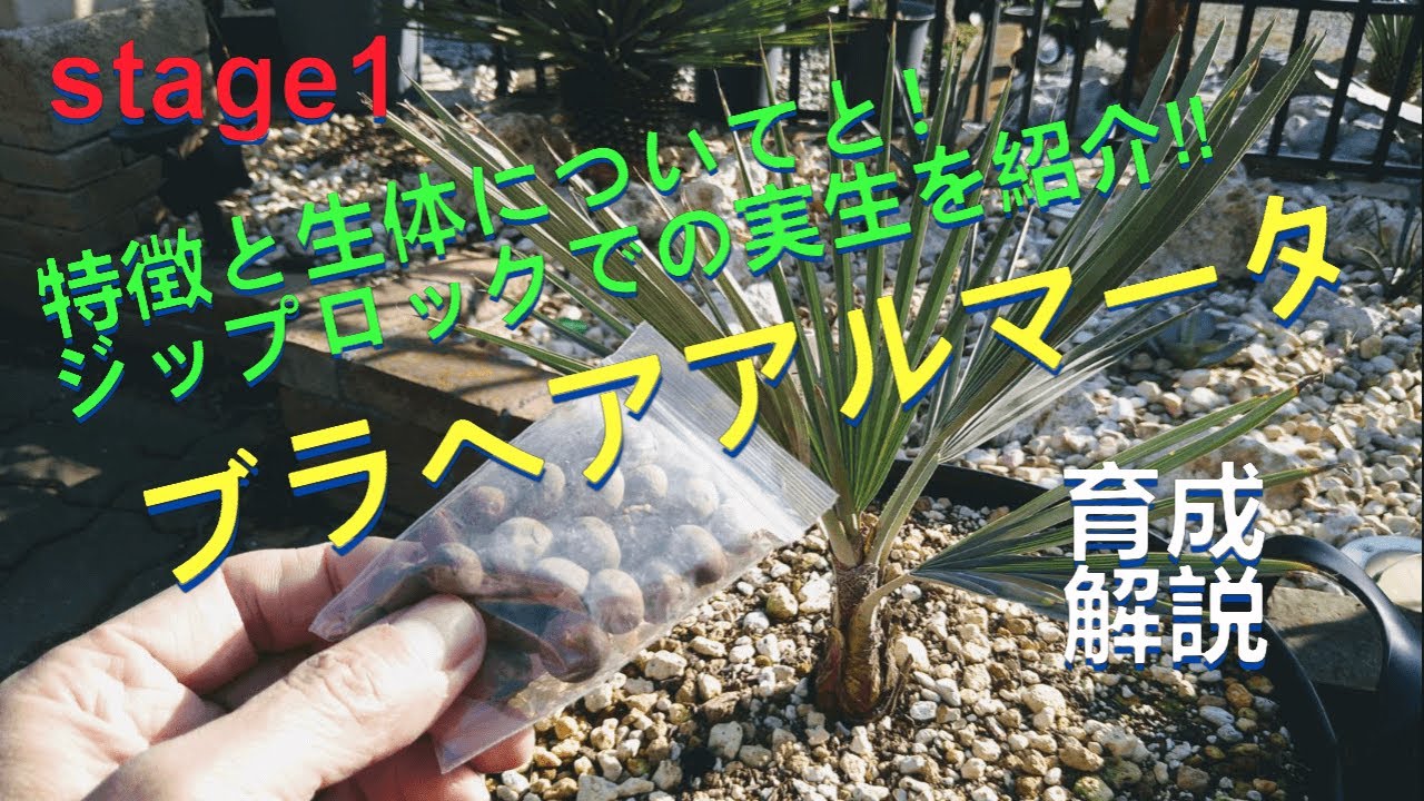 ブラヘアアルマータ！ジップロックでの実生を紹介‼＃youtube＃ブラヘア