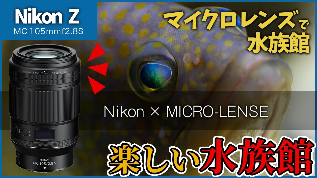 マクロ】マイクロレンズ×水族館 Nikon Z MC105mmf2.8S - YouTube