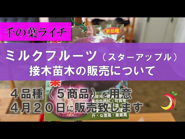 ミルクフルーツ（スターアップル）接木苗木販売について】4品種（5商品