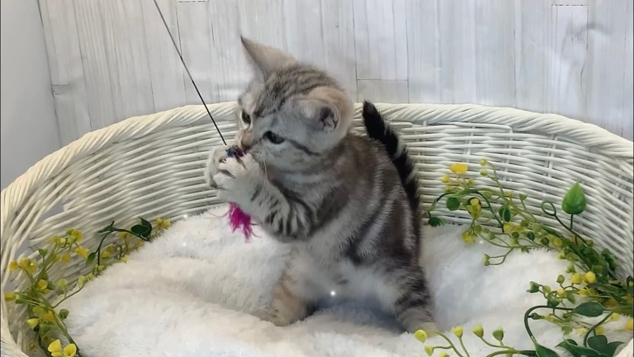 アメリカンショートヘア♀2602D0162 - YouTube