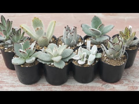多肉植物 つぶつぶ屋 - YouTube