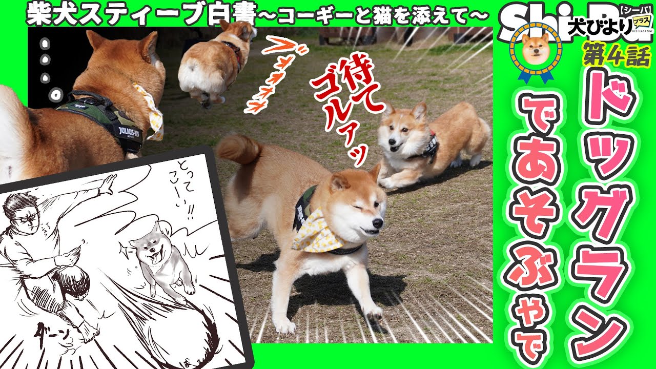 Inubiyori Plus] Let's play at the dog run [Shiba Inu Steve White
