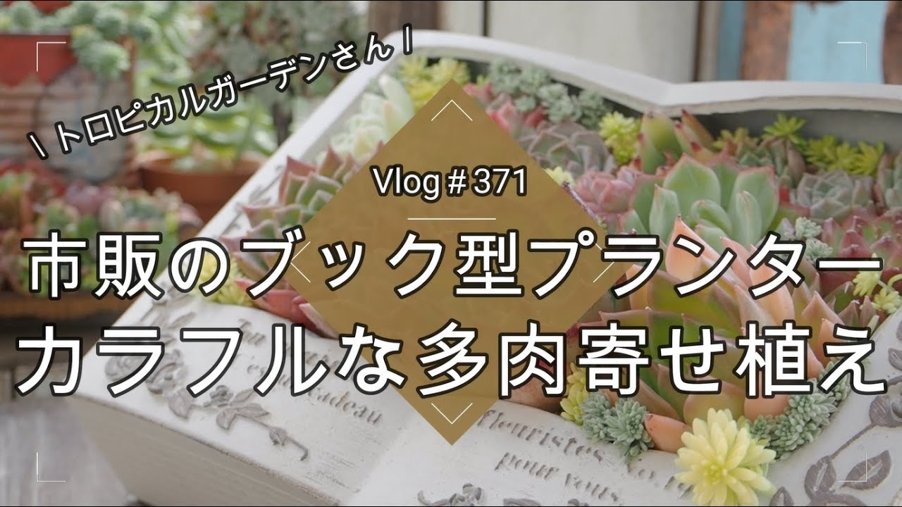 Vlog371] [Succulents] Colorful succulents planted in a