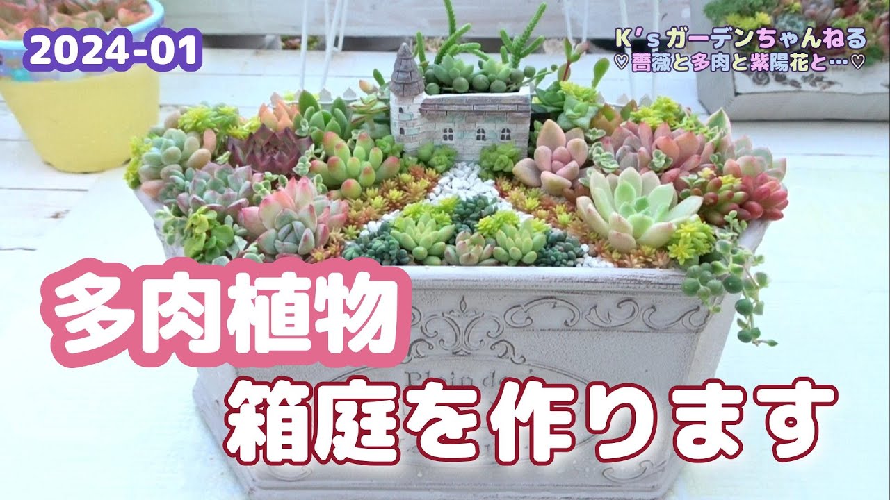 Vlog-022【多肉植物】☆多肉で作る箱庭☆寄せ植え☆ - YouTube