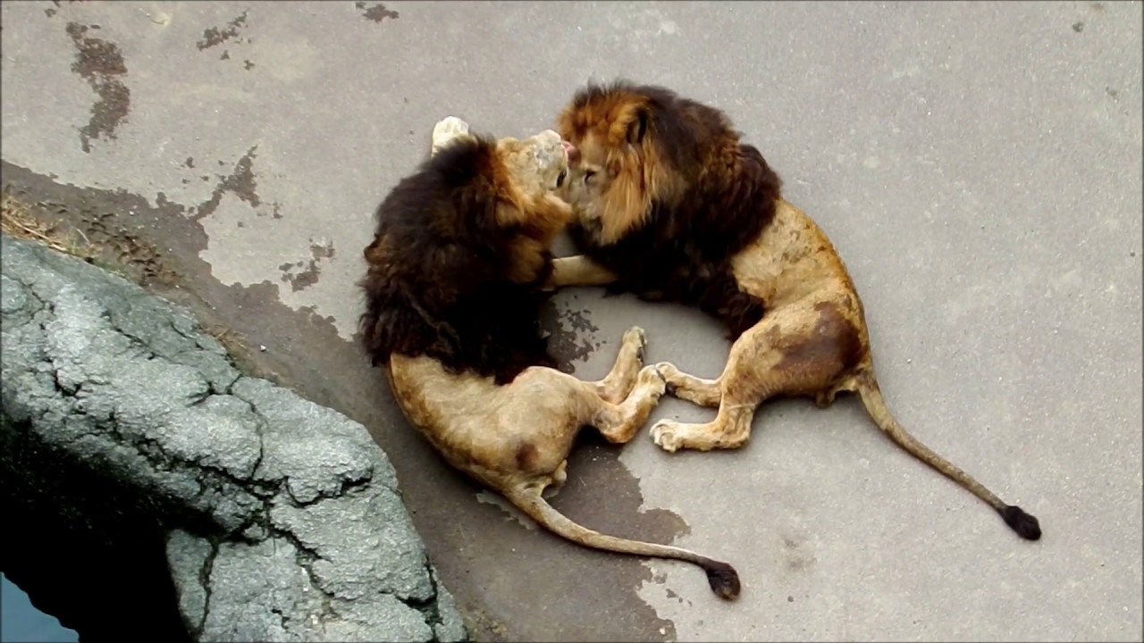 いつも仲良しジャンプ、スパークAlways good friends,Jump and Spark