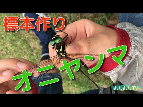オニヤンマ採集から標本作成までやってみた トンボの標本作りDIY 自由
