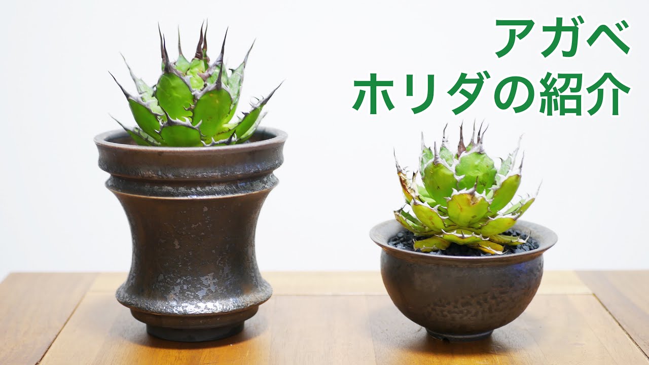 Agave] Introduction to Horida - YouTube