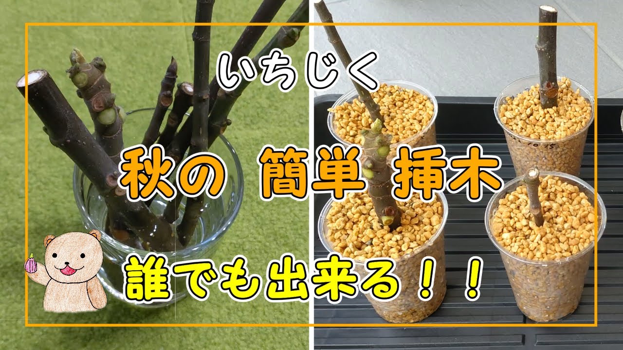 いちじく】秋の簡単挿木 誰でもできる！ 低コスト simple cuttings