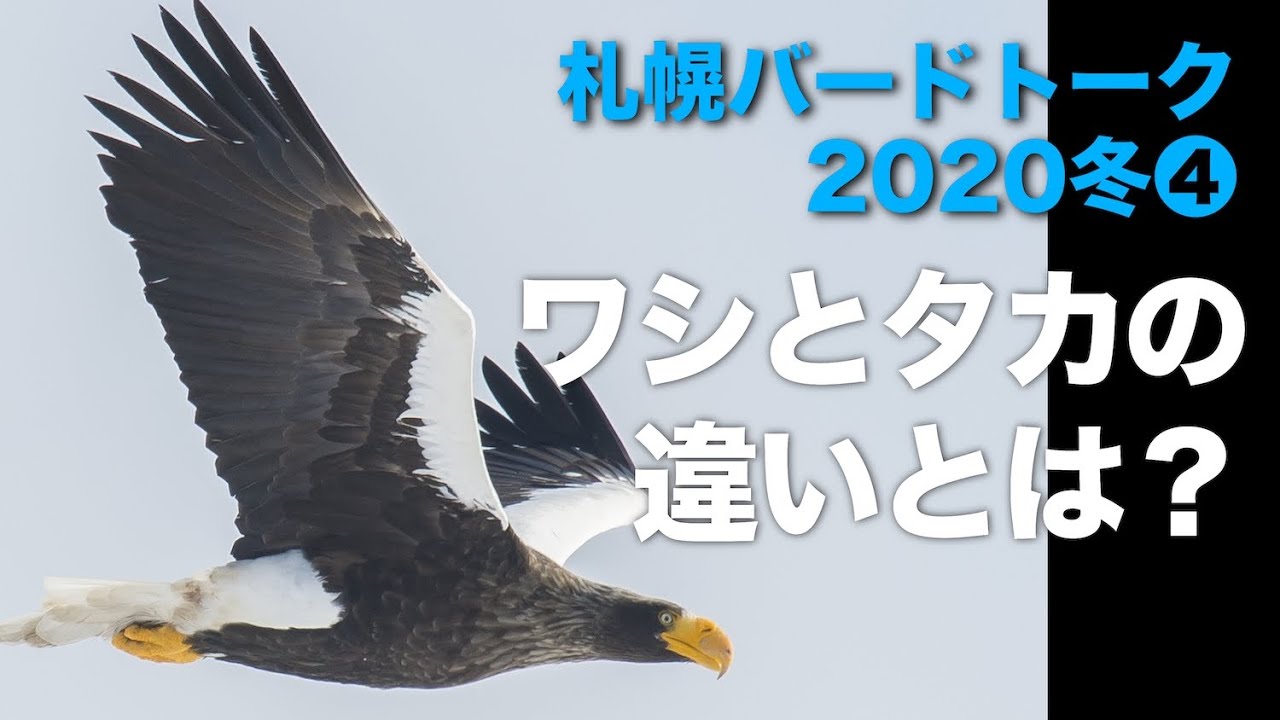札幌バードトーク2020冬➃ワシとタカの違いとは？ - YouTube