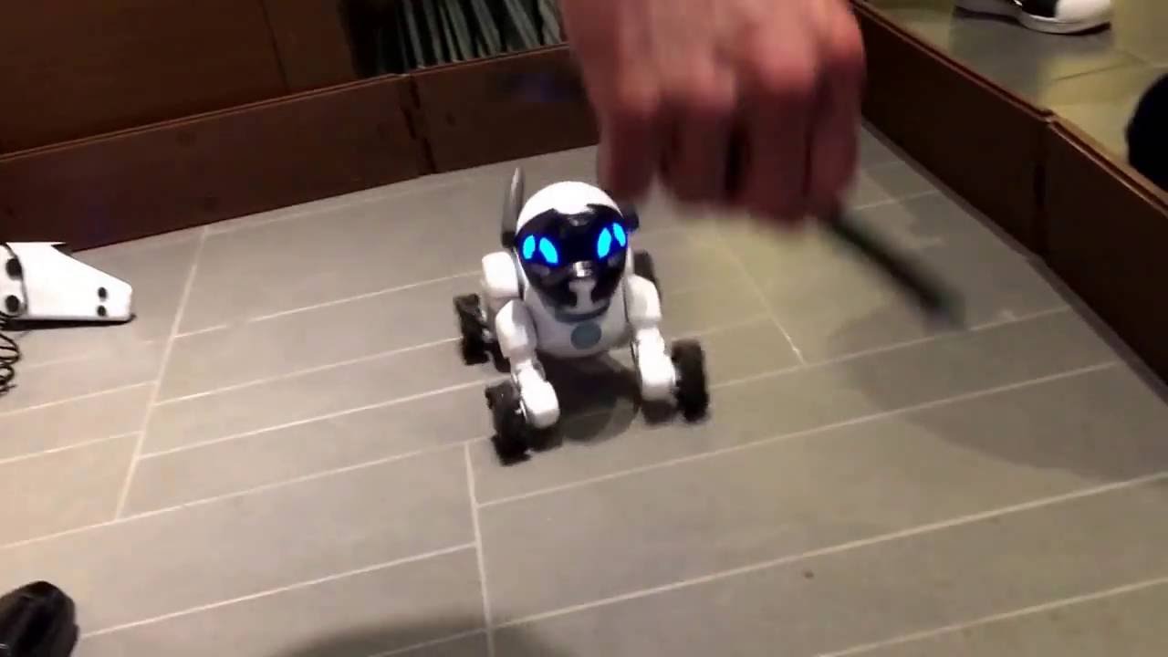 ソフトバンクから新たに販売される子犬型ロボット「CHiP」 - YouTube