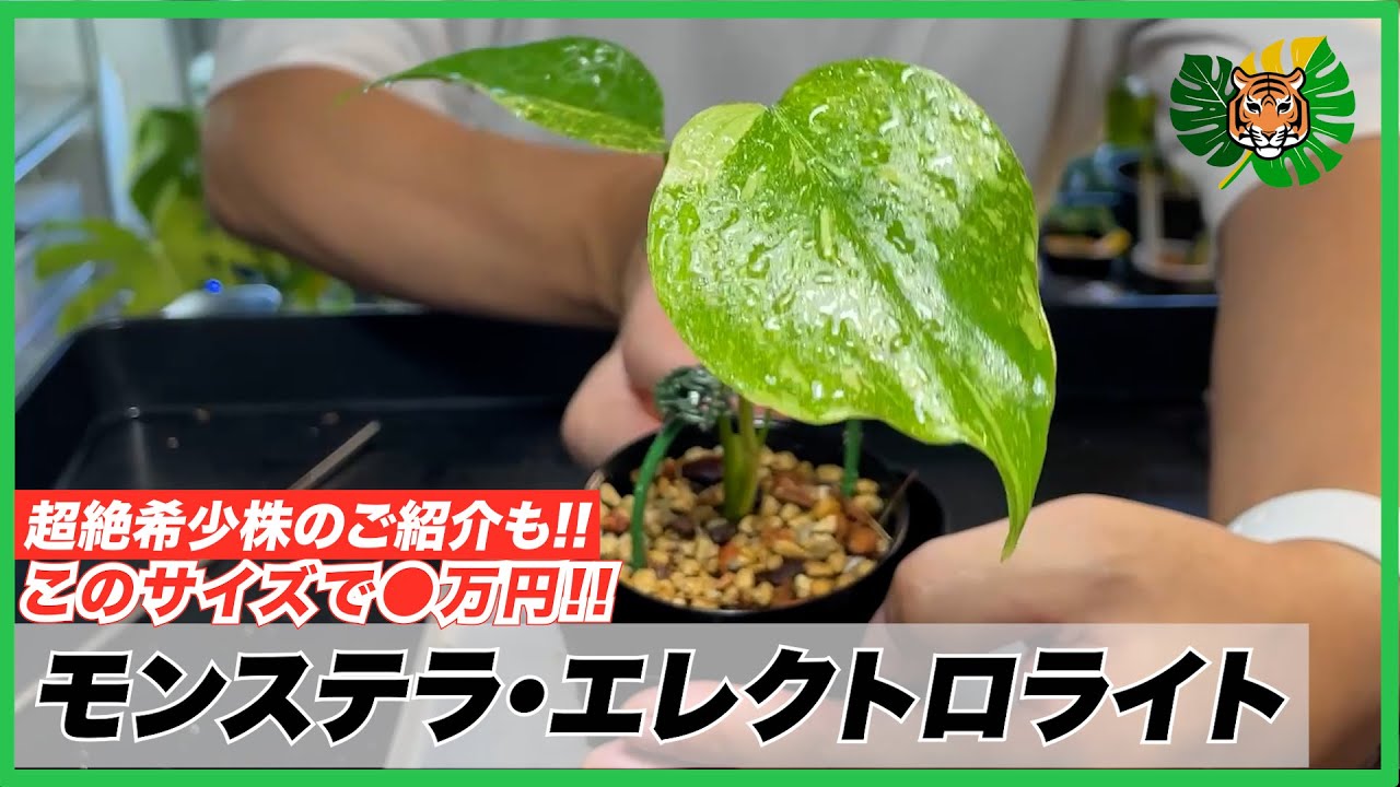 Monstera] Repotting the flashy and popular 'Electrolite', featured