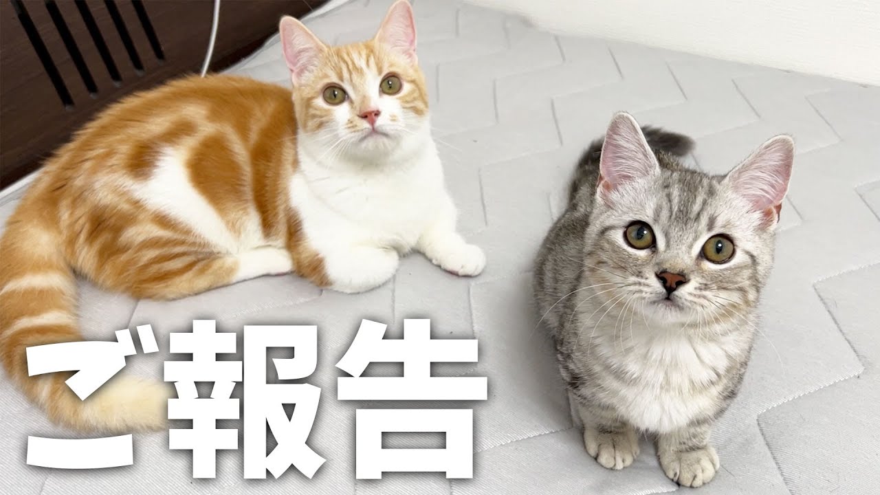ご報告】子猫たちを預かることになりました！ - YouTube