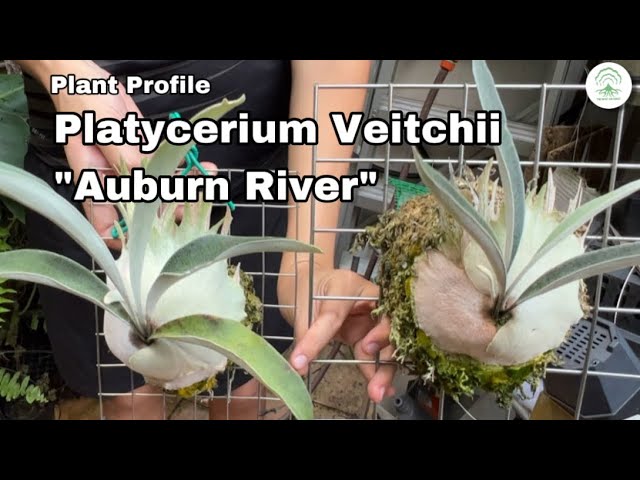 Platycerium Veitchii Wild vs Typical form vs Auburn River Ep118