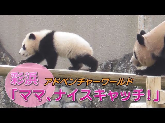 彩浜「ママ、ナイスキャッチ！」 アドベンチャーワールド - YouTube