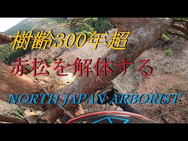 748.御神木、恐怖！樹齢300年超えの赤松を解体する 1 - YouTube