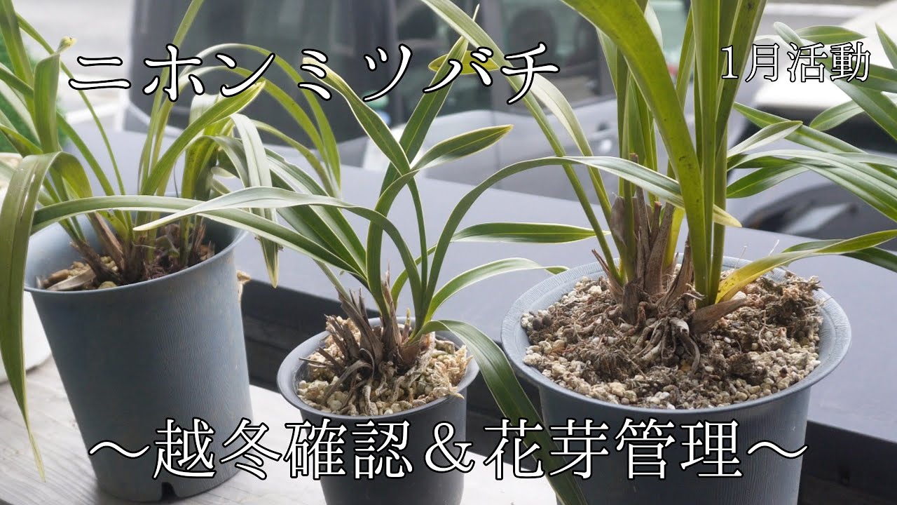 キンリョウヘン花を咲かるための花芽管理【ニホンミツバチ】 - YouTube