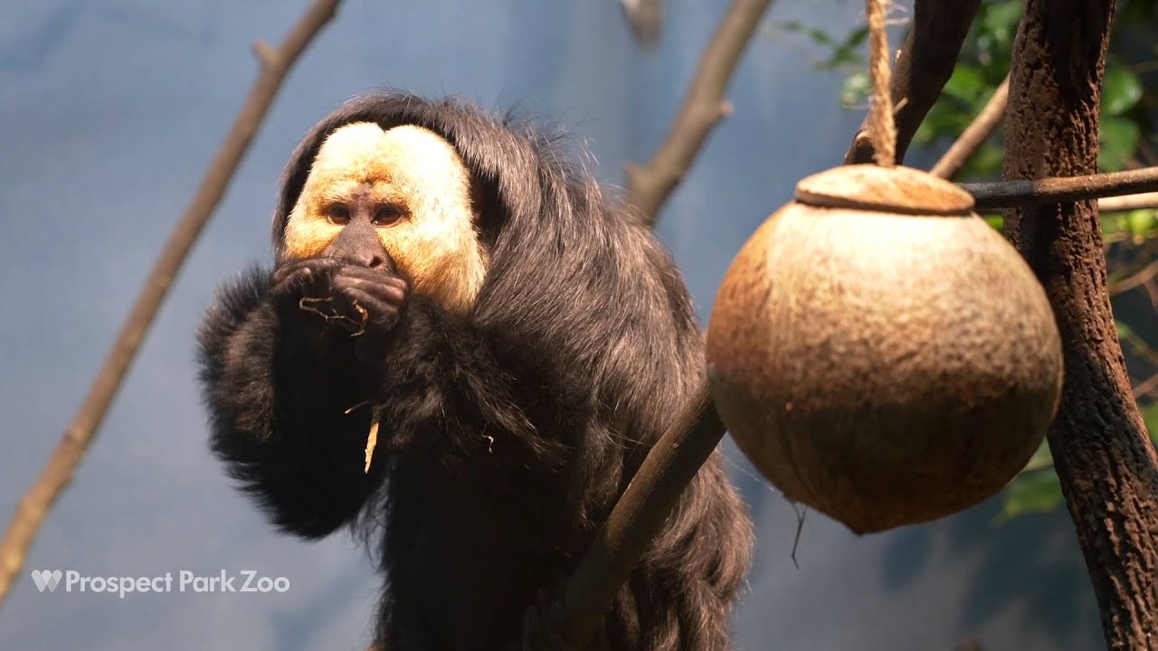 Titi Monkeys and White-Faced Saki Monkeys | Prospect Park Zoo