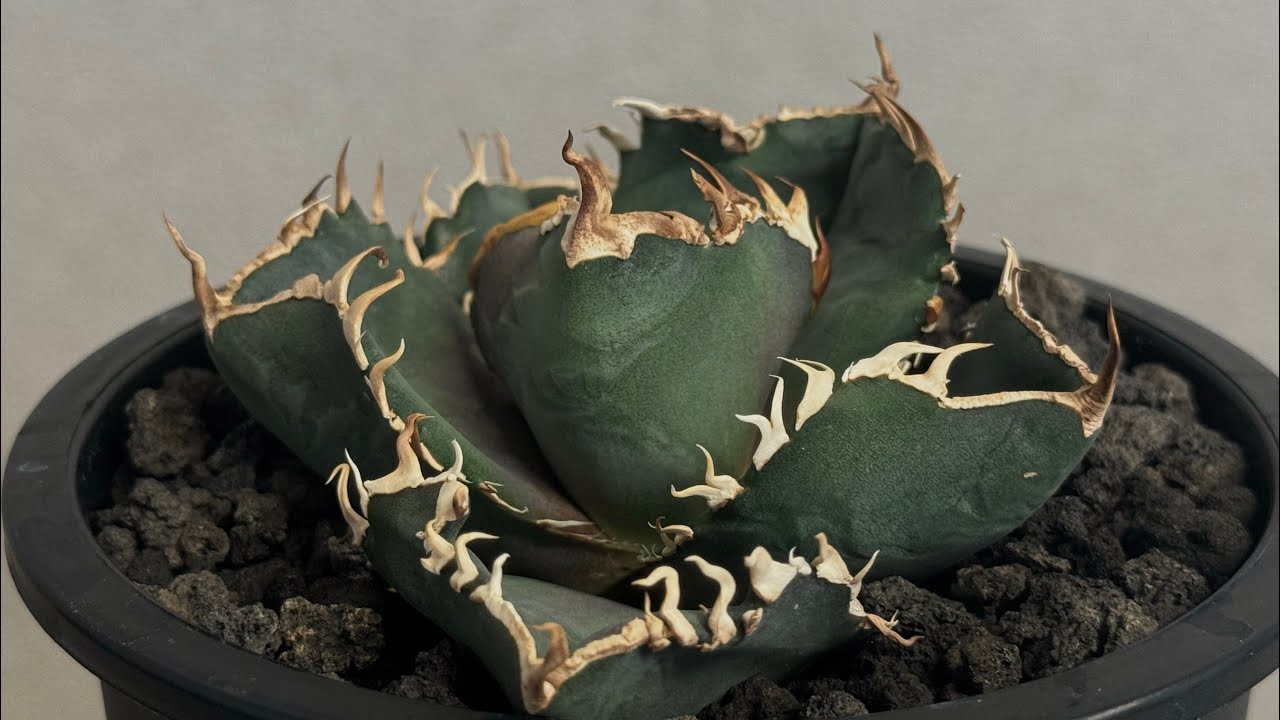 アガベ・チタノタ 金剛（芽/大）-014｜agave titanota kingkong |