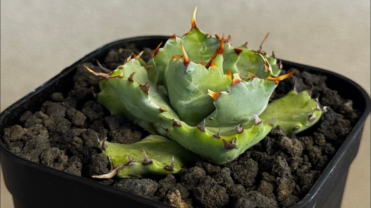 20260209 アガベ・姫蠍蟹 (小株)-008｜Agave gypsophila x isthmensis