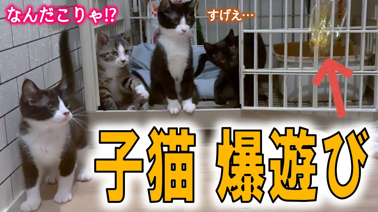 激おこ子猫を『最強おもちゃ』で爆アゲしてやったぞ！【黄金麺】 - YouTube