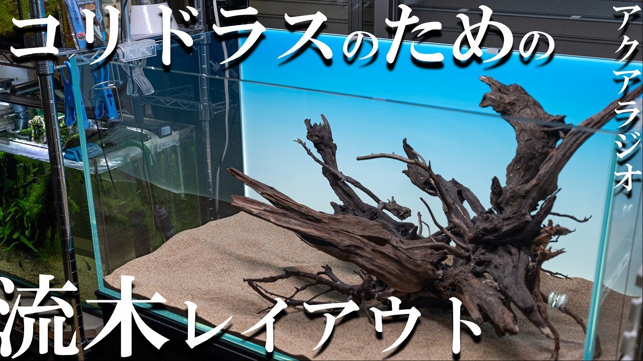 Aquarium Radio] 90cm Corydoras Tank: Tips for Driftwood Layout