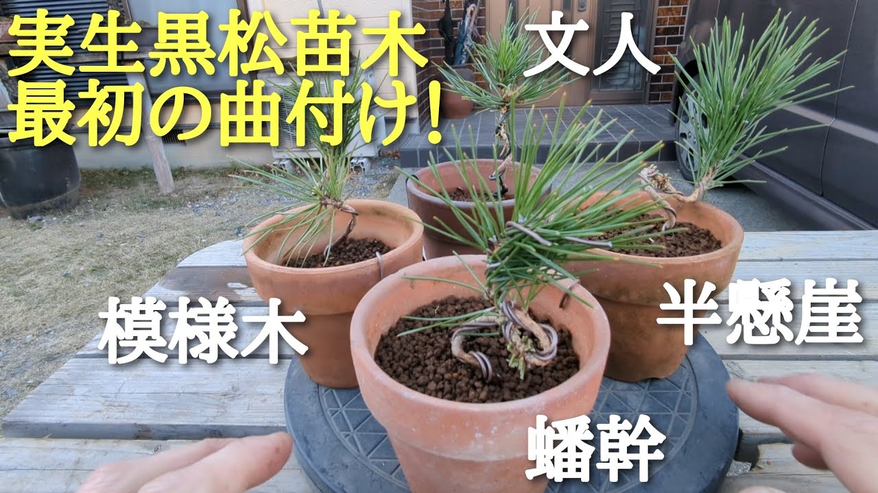 実生黒松苗木最初の曲付け作業！ - YouTube