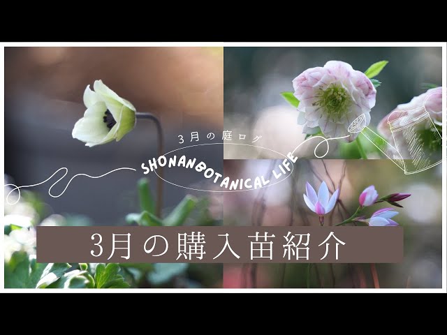 春のガーデニング】3月の購入苗紹介｜加藤農園よりお迎えした