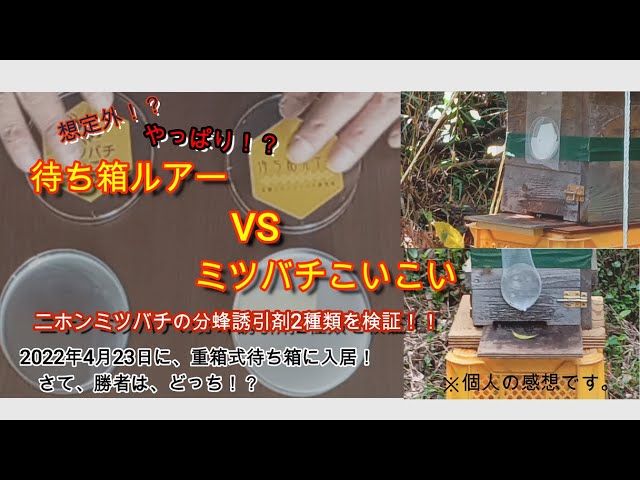 趣味の養蜂】日本ミツバチの分蜂誘引剤「待ち箱ルアー」と「ミツバチ