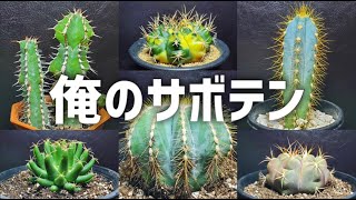 Introducing recommended cacti that you'll want to own once you see