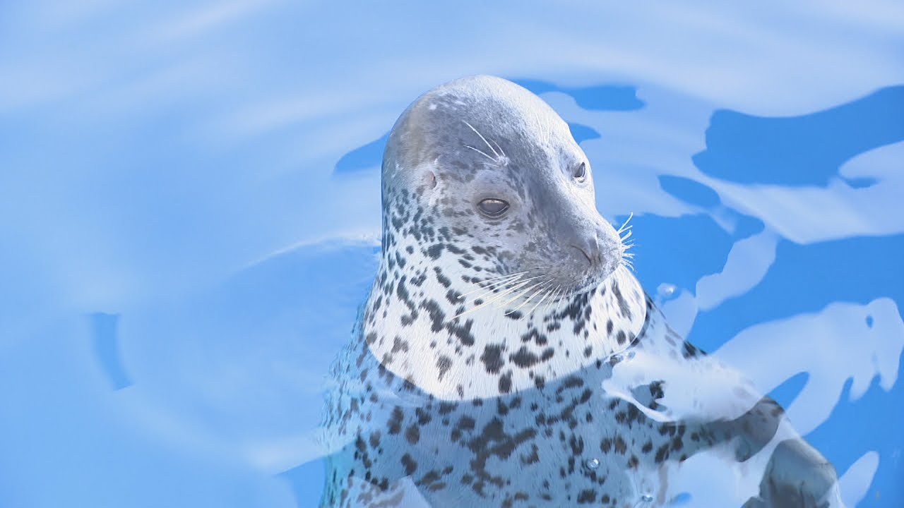四国水族館にアザラシ “ひょっこり”かわいい2頭が仲間入り 香川