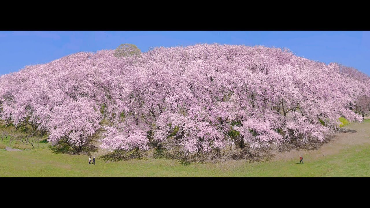 4K UltraHD ] 横浜 根岸森林公園の桜 - Cherry Blossoms at Yokohama