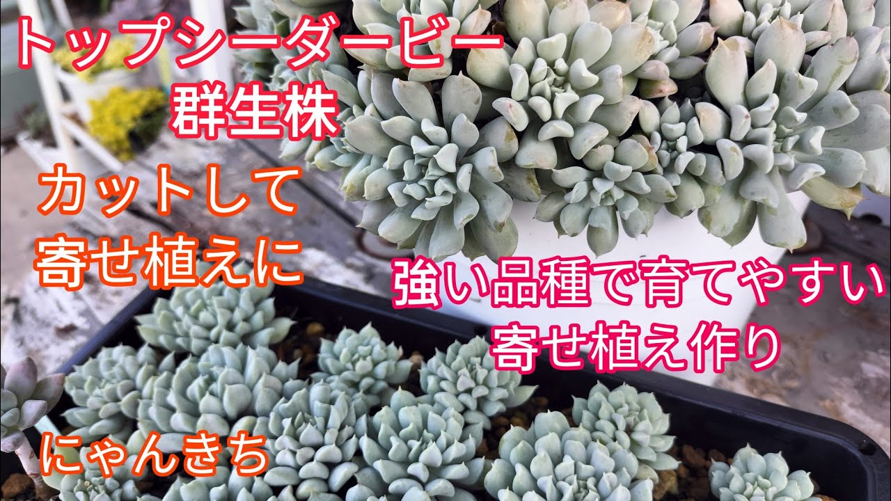 多肉植物】トップシーダービー群生株カットしました✨強くて育てやすい