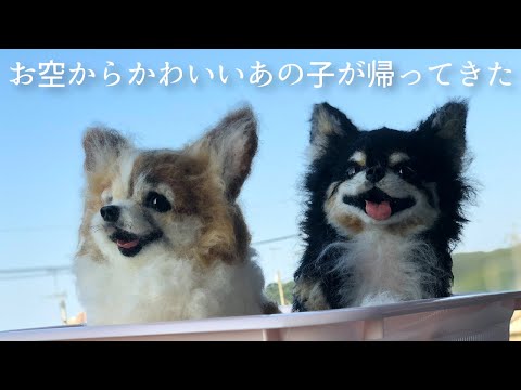 わたわたペット【分身の術】リアル可愛い【羊毛フェルトの犬】 - YouTube