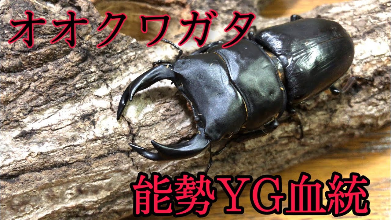 能勢YG血統 オオクワガタ購入！ - YouTube