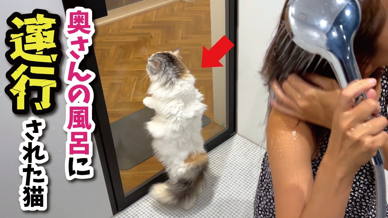 When a wife and her cat take a bath together, the dry-haired