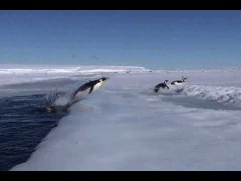 水中からジャンプして氷に戻ってくるエンペラーペンギン Emperor