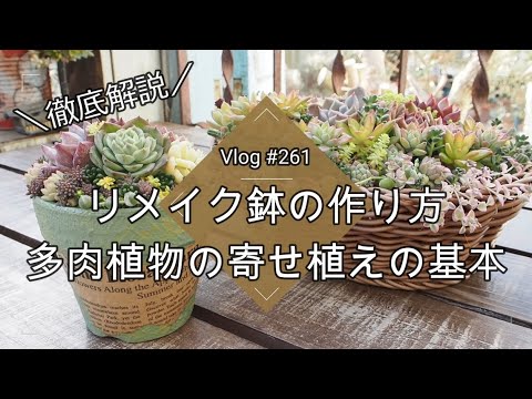Vlog 261] [Succulents] A thorough explanation 💖 How to make a