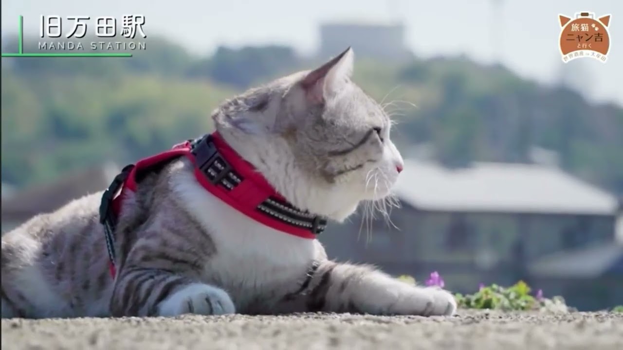 Traveling with the Traveling Cat Nyankichi to the World Heritage