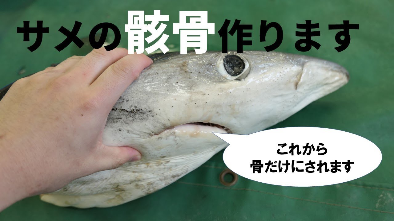 世界一美しいサメ、ヨシキリザメの頭骨標本の製作が結構大変だった件