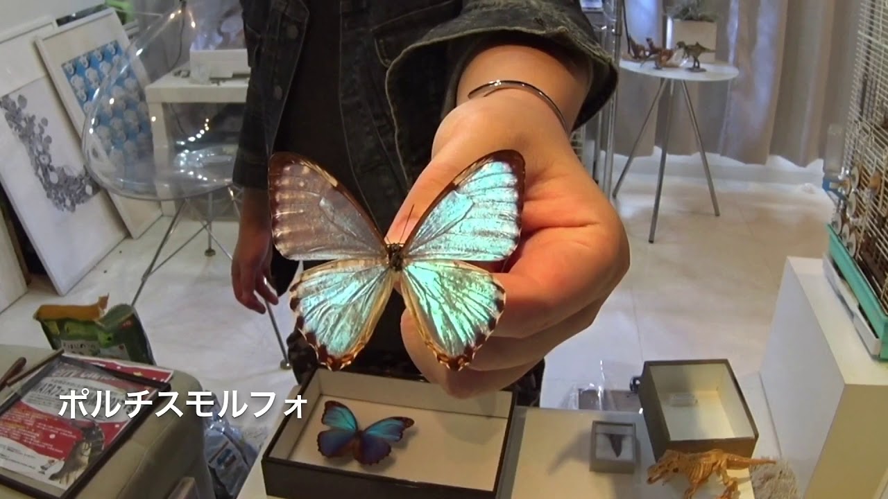 ポルチスモルフォとアサギマダラの紹介【蝶の標本】Butterfly specimen