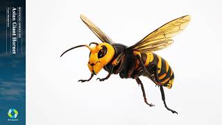 リボジオ オオスズメバチ PV - YouTube