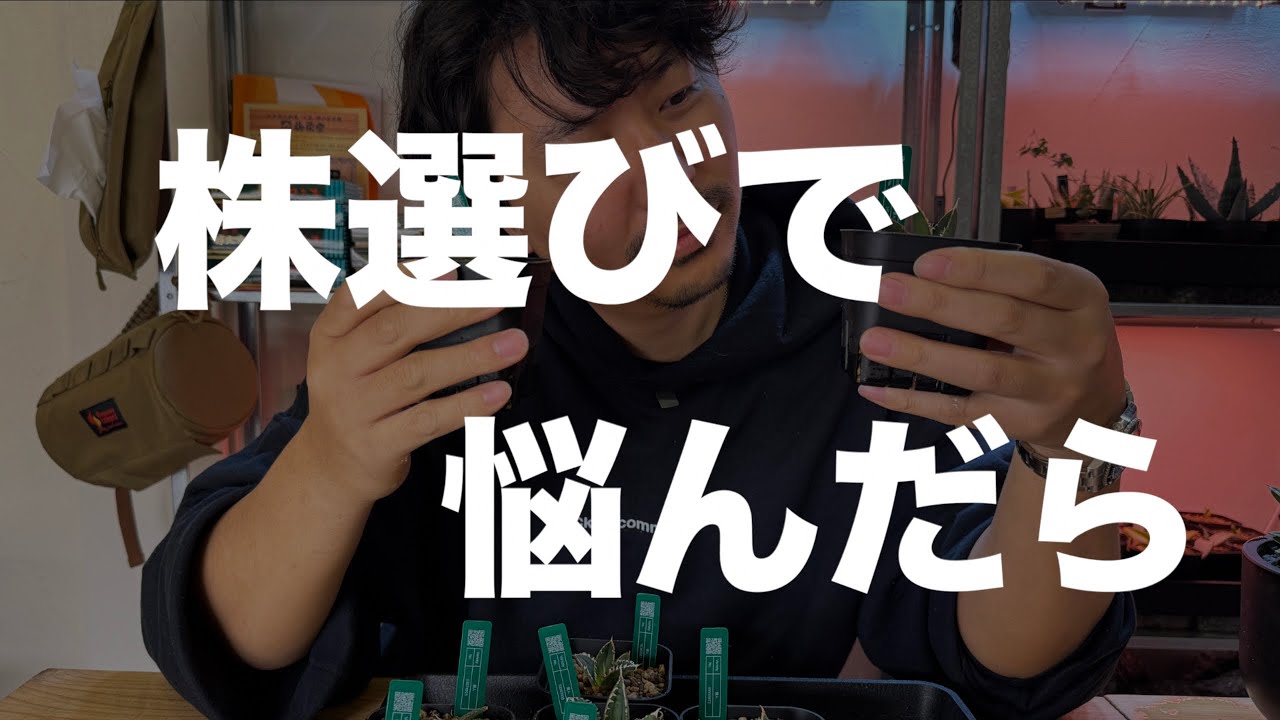 アガベ】子株選ぶ時、悩んだら？【初心者】 - YouTube